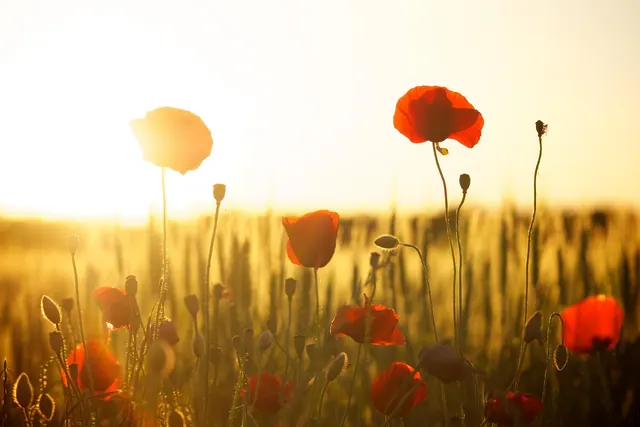 poppies, beautiful flowers, mac wallpaper, field, sunset, dusk, 4k wallpaper 1920x1080, sunlight, desktop backgrounds, free background, cool backgrounds, flowers, flower wallpaper,