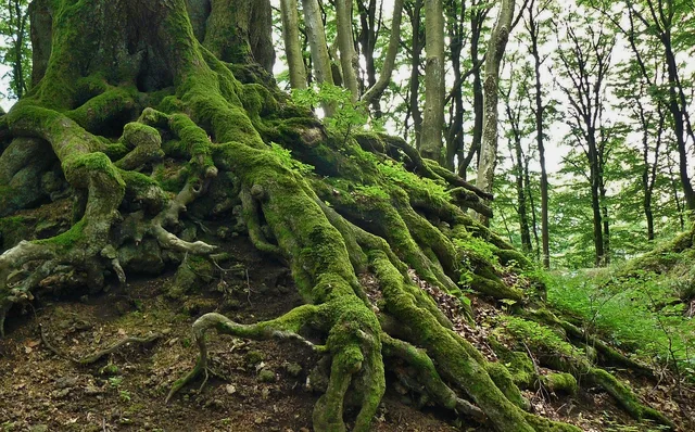 root, tree root, tree, nature, tree trunk, bark, old, wood, mis shapen, trees, moss, forest, overgrown, green, wilderness, grown together, old tree, plant, plants, root, root, root, root, root, tree root, tree trunk, moss, old tree, old tree, old tree, old tree. How to Run Your Own Regional Native Plants Reviews