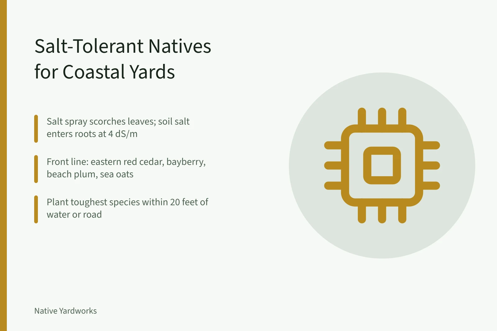 Coastal native plants for salt spray and saline soil gardens. Salt-Tolerant Native Plants for Atlantic Coastal Yards: A Regional Guide