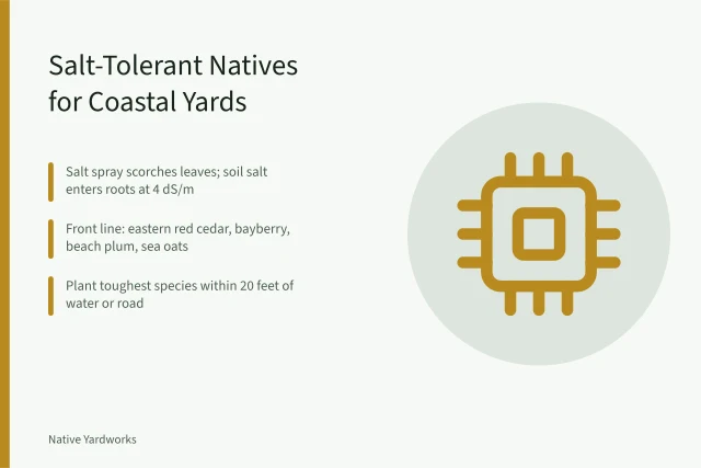 Coastal native plants for salt spray and saline soil gardens. Salt-Tolerant Native Plants for Atlantic Coastal Yards: A Regional Guide