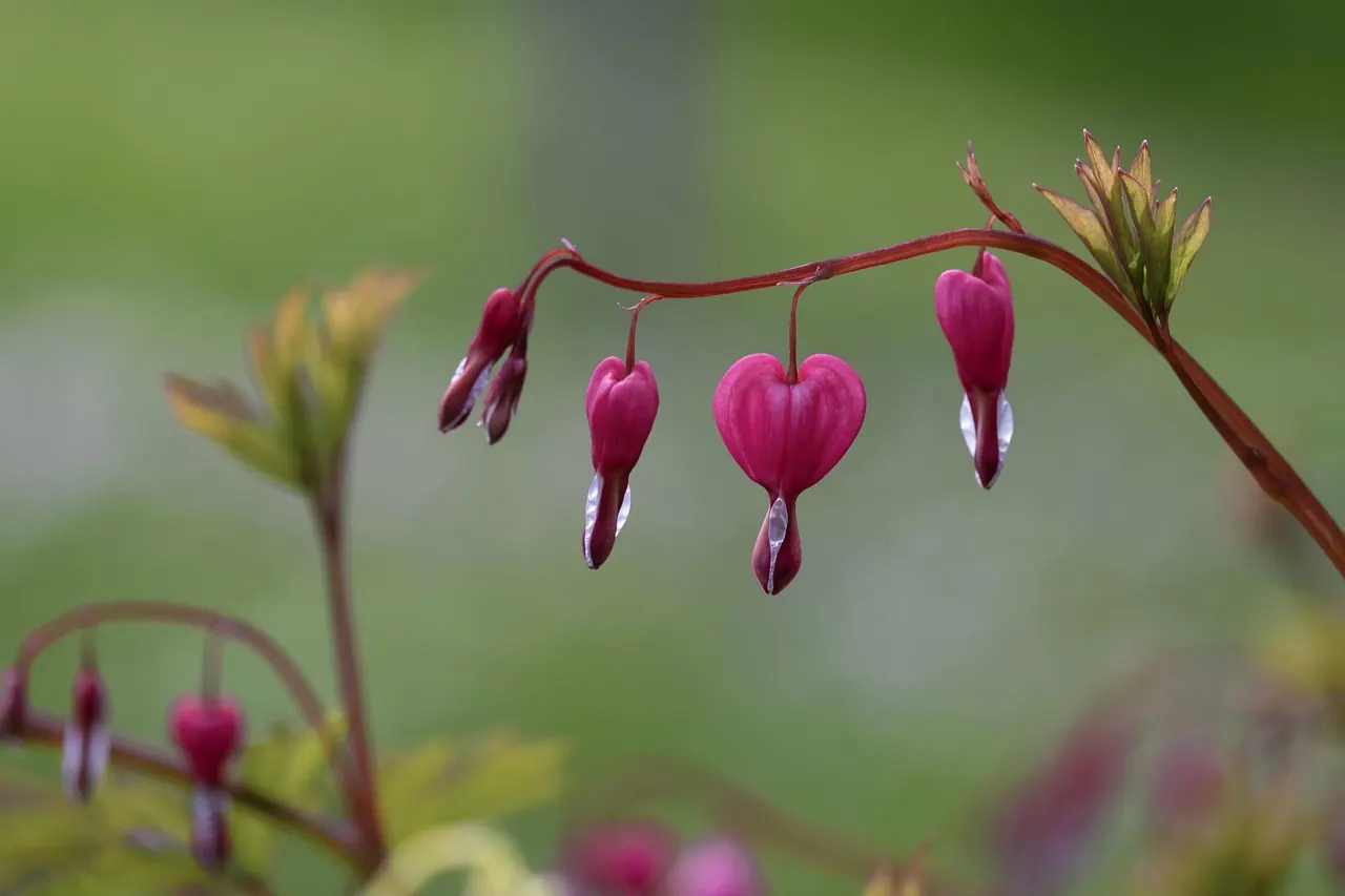 flower, blossom, bloom, nature, blooming, multicoloured, colour, flora, flower wallpaper, garden, heart, heart-shaped, small, plant, flower background, pink, beautiful flowers, sta. Native garden mistakes: use a small trial bed before converting the whole yard