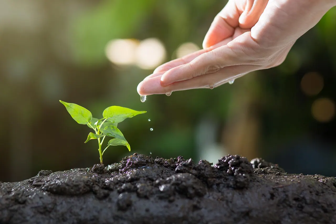 soil, plants, grow, agriculture, green, life, seed, tree, seeding, leaves, sprout, garden, environmental, ecology, growth, planting, spring, gardening, nature, soil, sprout, ecolog