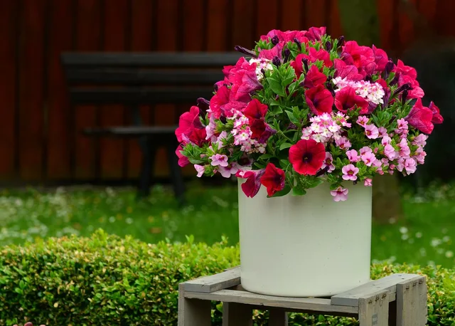 petunias, blossoms, balcony flowers, plant pot, terrace, decoration, flower decoration, petunia, garden petunia, pink, blooming, balcony plant, container plant, summer flowers, pink flower, splendid colors, petunias, petunias, petunias, plant pot, petunia, petunia, petunia, petunia, petunia. Native landscaping ideas for small spaces: where to start