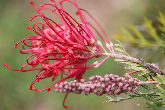 grevillea, flower, bud, beautiful flowers, native, flower wallpaper, flower background, australian, shrub, garden, nature. Small-space native makeovers built to finish in a single weekend