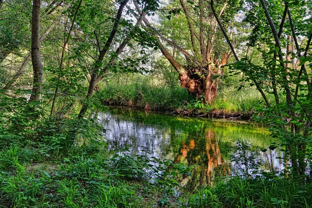 flow, riparian zone, trees, forest, nature, landscape, spring, water, waters, watercourse. Guide to USDA plant hardiness zones for American gardeners