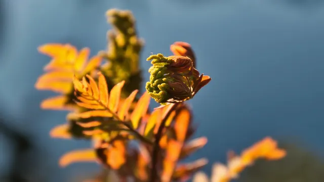 fern, botany, nature, royal fern, red shoots, attractive, native plant, garden, spring, flora. What people regret most after their first native garden