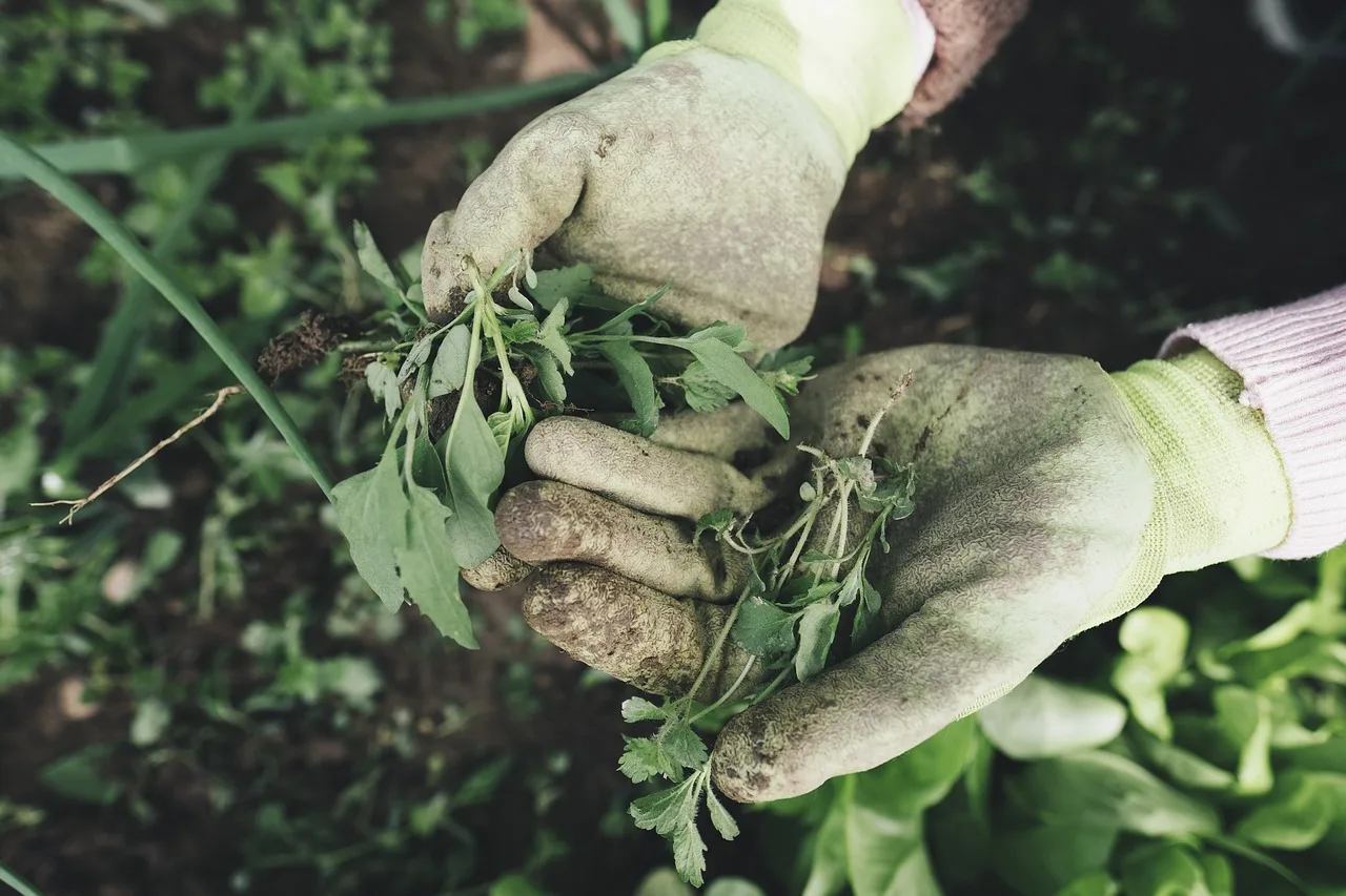 gardening, agriculture, grass, plant, field, farm, farmer, harvest, weed, hands, nature, work gloves, gloves, garden, care, outdoors. Five native landscaping regrets homeowners have and how to avoid them