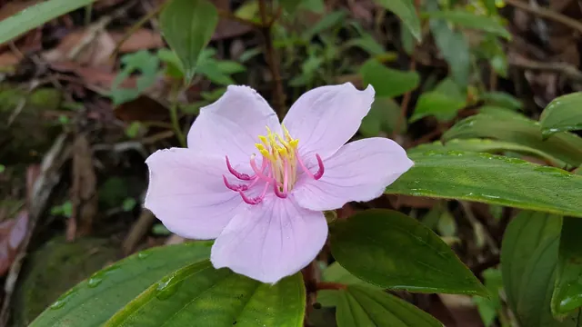 pink flower, taiwan native flowers, plant, morning, nature
