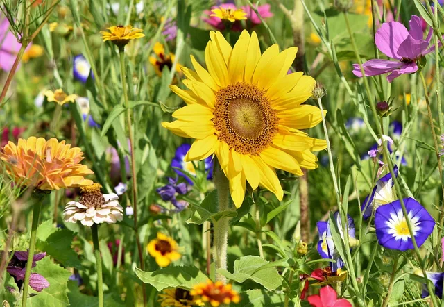 sunflower, flower wallpaper, flowers, flower bed, flower meadow, petals, bloom, bright, wild flowers, wildflowers, garden flowers, colorful, plant, beautiful flowers, meadow, nature, flora, flower background, garden. 6 native yard makeover regrets, from losing access to aftercare