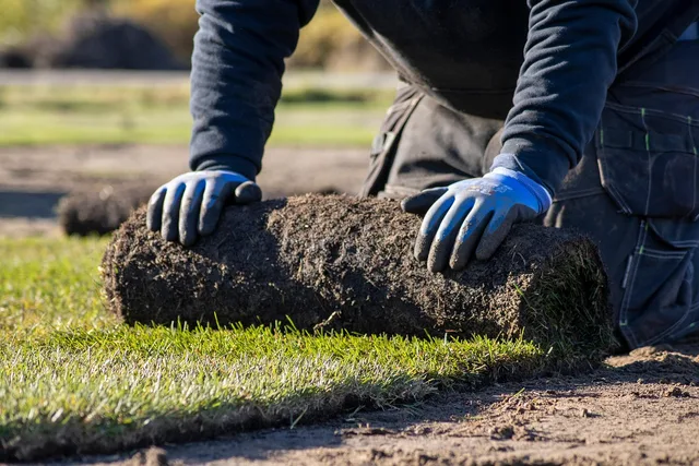 lawn, grass, nature, grass roll, lawn roll, garden, outdoors. Evidence checklist for lawn replacement contractor: ask what grass you have