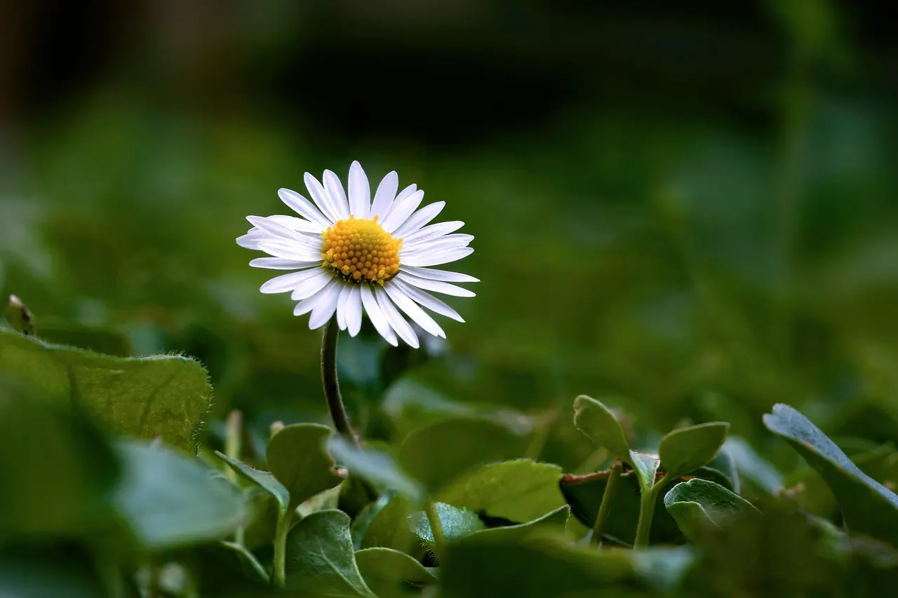 margaret, flowers, plant, common daisy, leucanthemum vulgare, petals, white flowers, beautiful flowers, wildflowers, spring, flora, flower background, flower wallpaper, lawn, natur