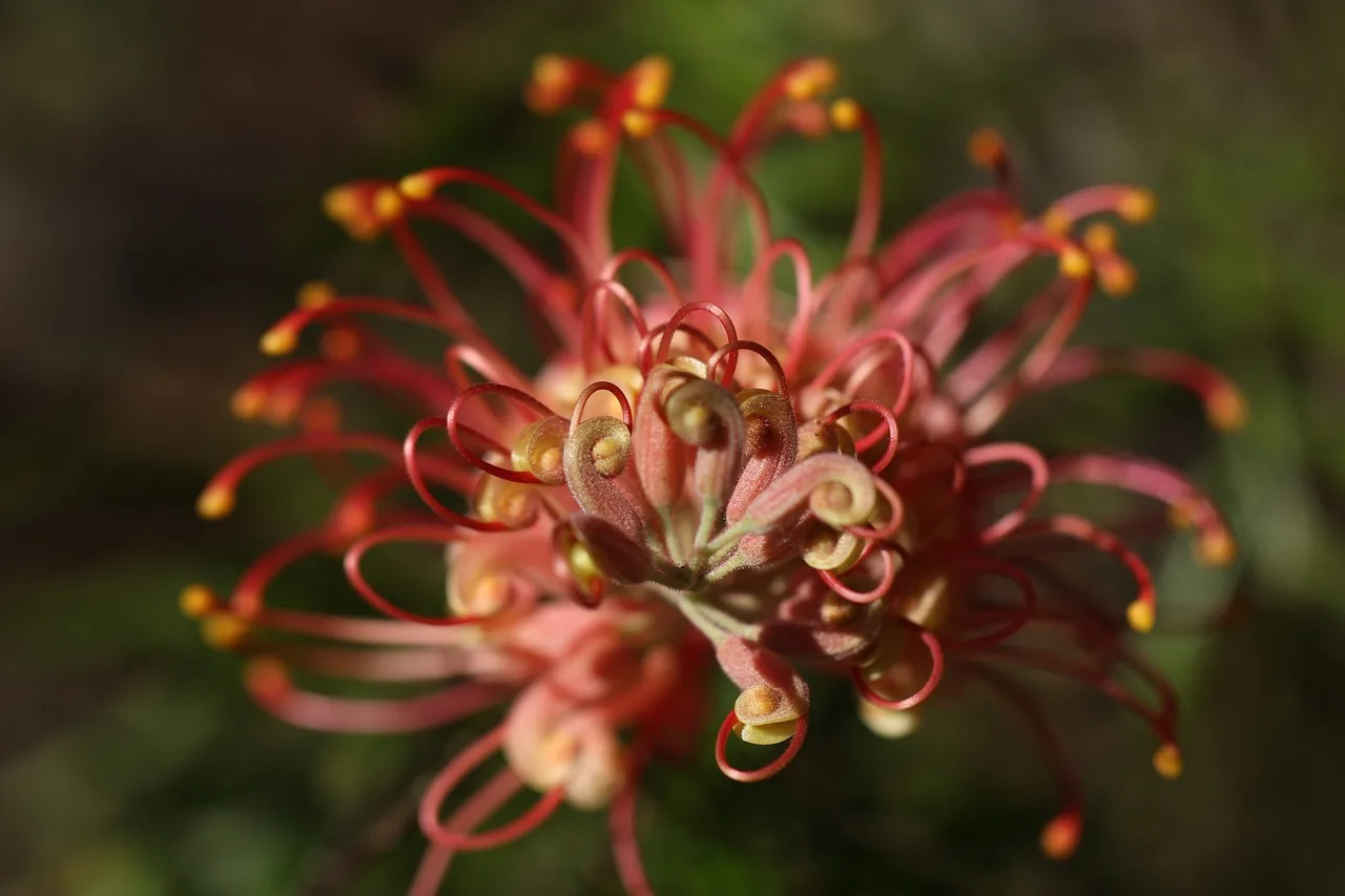 grevillea, outdoor, closeup, isolated, coastal, australian, venusta, native, green, floral, white, spring, flower background, bush-flower, red, id, flower, leaf, bright, nectar, blossom, bloom, wildflower, pink, purple, bush, shrub, garden, color, colorful, plant, beauty, flower wallpaper, sunset, sky, beautiful, wild, nature, single, beautiful flowers, botany. Native landscaping bids: the eight buckets an estimate must cover