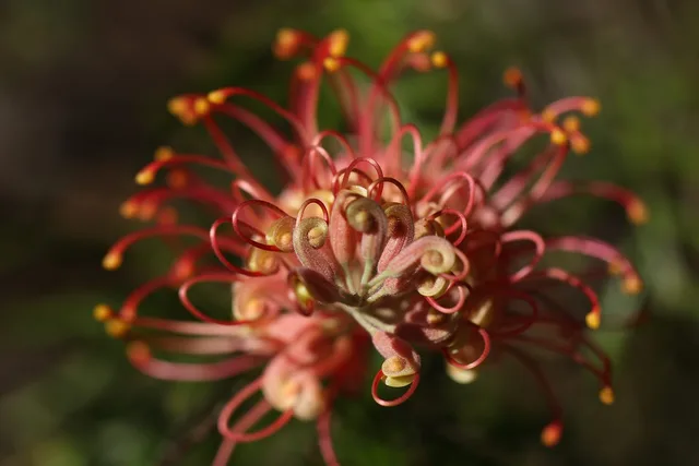 grevillea, outdoor, closeup, isolated, coastal, australian, venusta, native, green, floral, white, spring, flower background, bush-flower, red, id, flower, leaf, bright, nectar, blossom, bloom, wildflower, pink, purple, bush, shrub, garden, color, colorful, plant, beauty, flower wallpaper, sunset, sky, beautiful, wild, nature, single, beautiful flowers, botany. Native landscaping bids: the eight buckets an estimate must cover