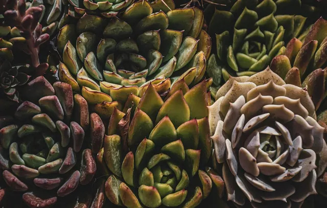 cactus, garden, leaves, green, botany, succulents, houseplants, nature, close up, calming, green growth, potted plant, succulent flower, mini flowerpot, succulent, botanical, green. Comparing honest plant descriptions and services worth the premium for native plant nurseries comparison