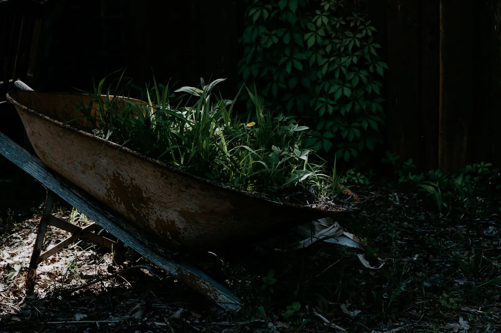 A vintage wheelbarrow filled with vibrant plants in a shaded garden corner, creating a rustic vibe.