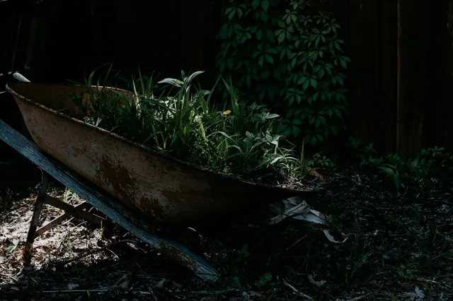 A vintage wheelbarrow filled with vibrant plants in a shaded garden corner, creating a rustic vibe.