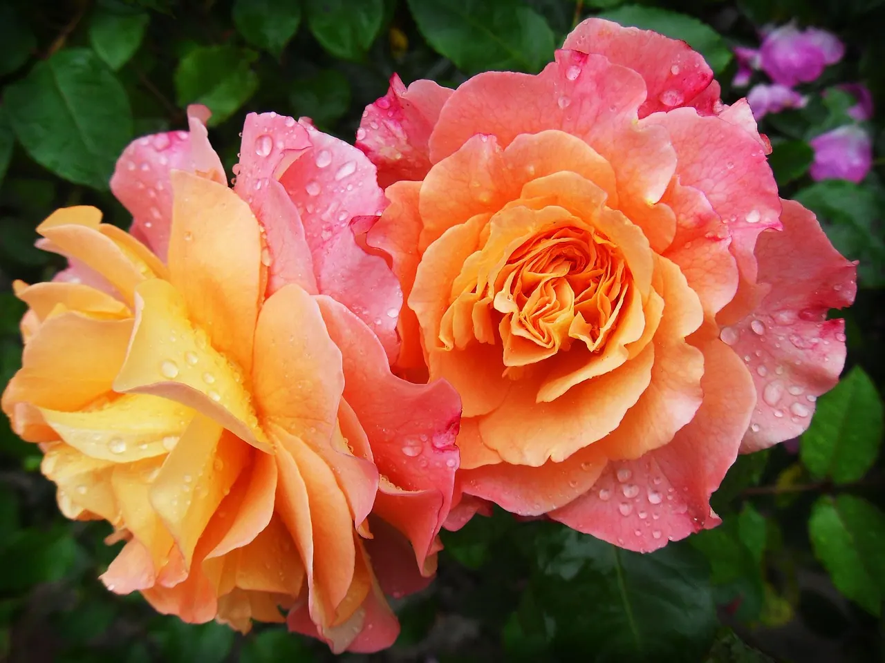 flowers, petals, dew, dewdrops, droplets, beautiful flowers, roses, flower background, bloom, blossom, flowering plant, flower wallpaper, ornamental plant, plant, flora, nature, ga