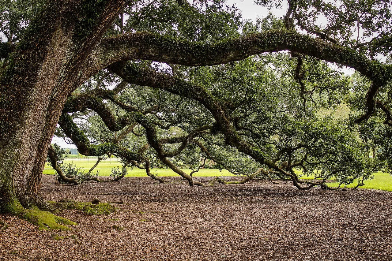 virginia live oak, southern live oak, oak tree, tree branches, oak alley plantation, louisiana, new orleans, old tree, quercus virginiana, oak tree, oak tree, oak tree, oak tree, oak tree, louisiana, new orleans, new orleans, old tree. Regional native plants by region and role: species to choose and what to skip
