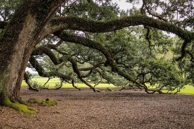 virginia live oak, southern live oak, oak tree, tree branches, oak alley plantation, louisiana, new orleans, old tree, quercus virginiana, oak tree, oak tree, oak tree, oak tree, oak tree, louisiana, new orleans, new orleans, old tree. Regional native plants by region and role: species to choose and what to skip