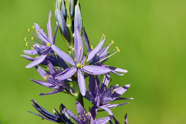 prairie flower, blue flower, lily, bloom, bulbous plant, green background, light, nature, macrophotography, wildflower, camassia, flower details, purple, spring, pick flowers, botany, insect on flower, natural colors, daylight. What does the Xerces Society recommend for Oregon and Minnesota yards?